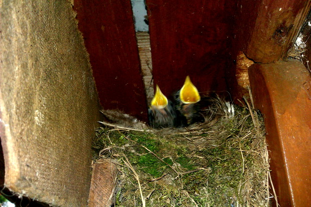 Gniazdko z młodymi kopciuszkami znajdujące się w altance nad oczkiem wodnym :)