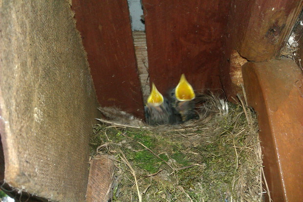 Gniazdko z młodymi kopciuszkami znajdujące się w altance nad wodą :)