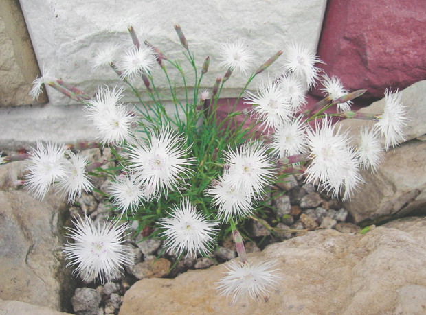 Goździk pierzasty wygląda ciekawie i mocno pachnie