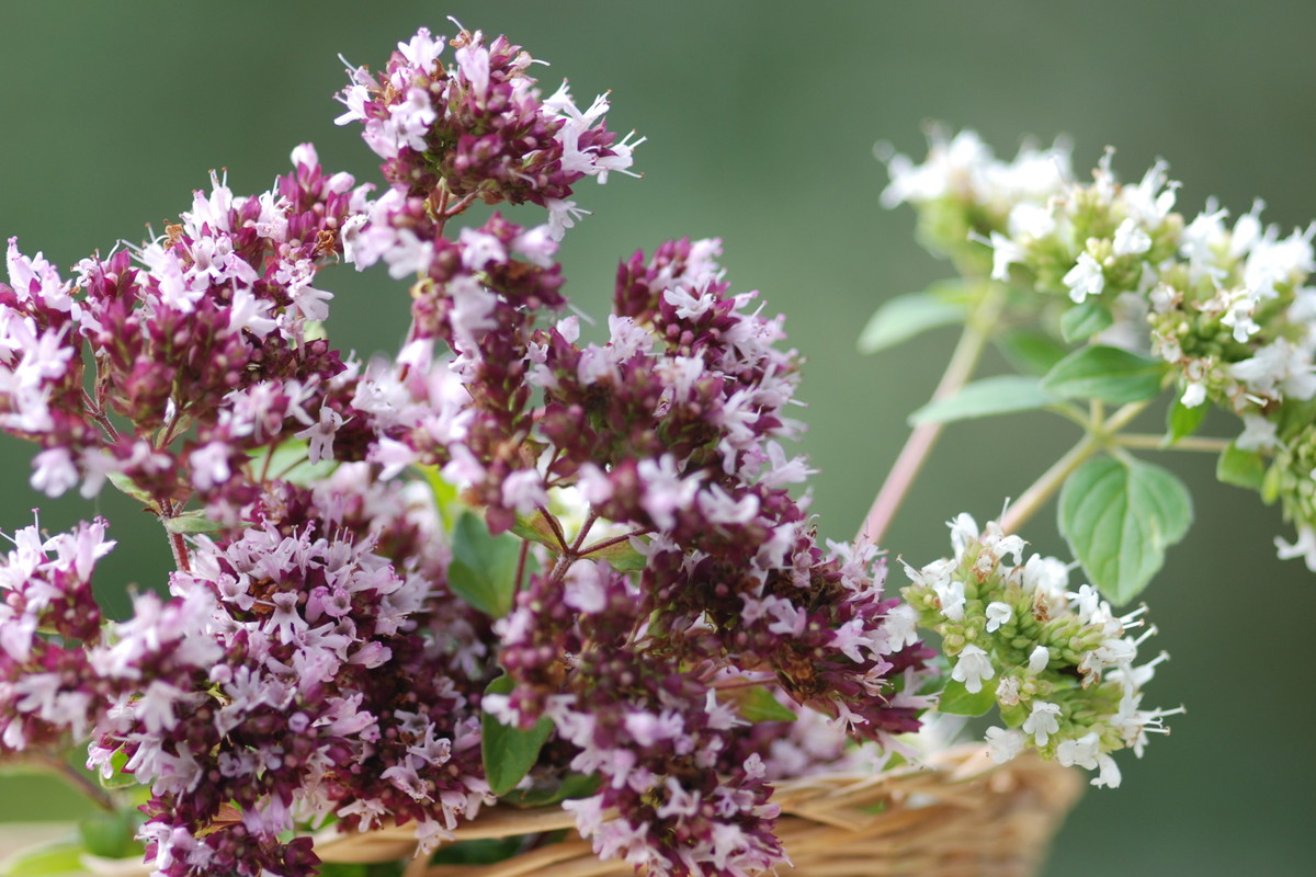 GRECKA LEBIODKA (OREGANO) Origanum heracleoticum ma gęsty, zwarty pokrój i wyróżnia się intensywnym ziołowym zapachem