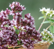 GRECKA LEBIODKA (OREGANO) Origanum heracleoticum ma gęsty, zwarty pokrój i wyróżnia się intensywnym ziołowym zapachem