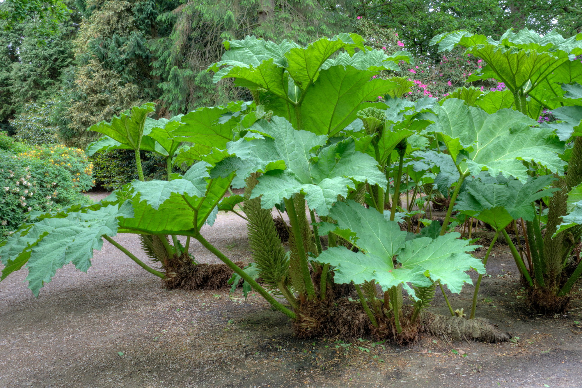 Gunnera olbrzymia ma liście średnicy 1-2 m