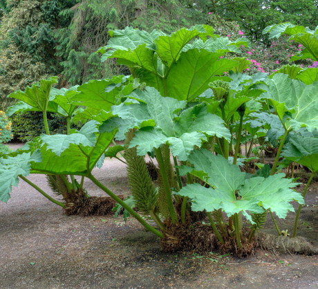 Gunnera olbrzymia ma liście średnicy 1-2 m