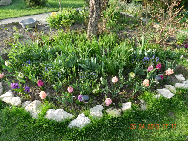 hiacyntowo-szafirkowe poletko