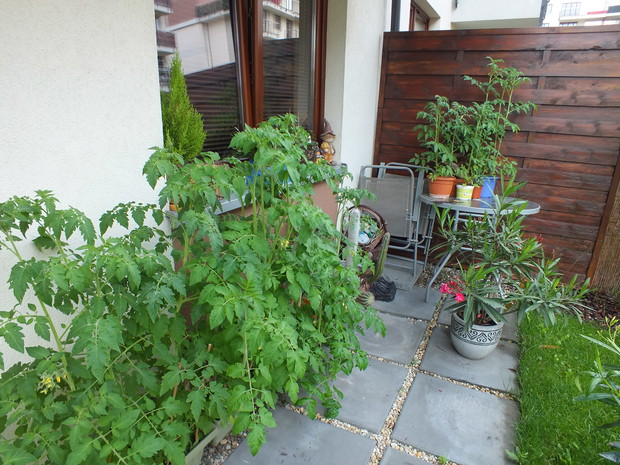 Hodowla pomidorków koktajlowych.