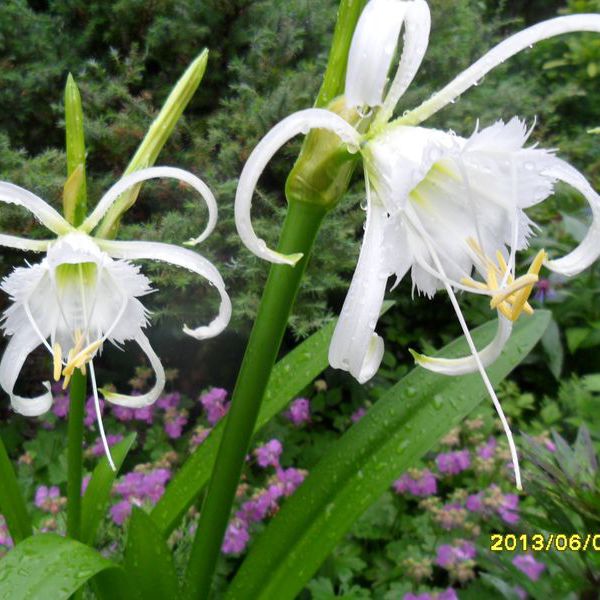 ismena - pomimo deszczowej pogody ona kwitnie i ma się dobrze!