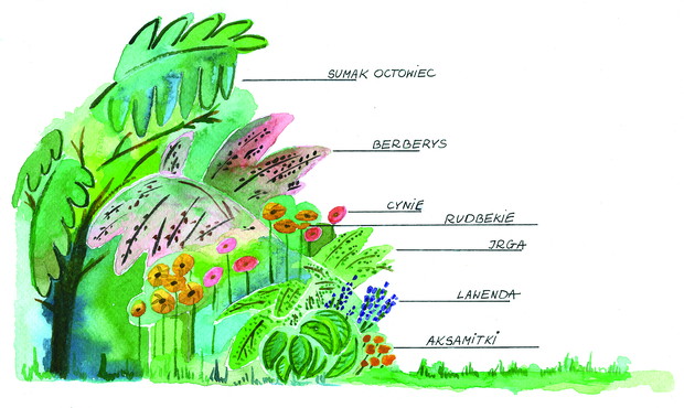 Jedna z rabat.
„Nim posadziliśmy drzewa, krzewy i kwiaty, powstał projekt na papierze. Dzisiaj gdy ogród stał się rzeczywistością, mój obrazek jest dowodem na to, że marzenia się spełniają”. Rys.: Małgorzata Góra.
