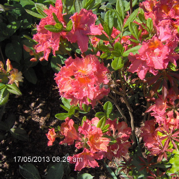 jedna z wielu - azalia