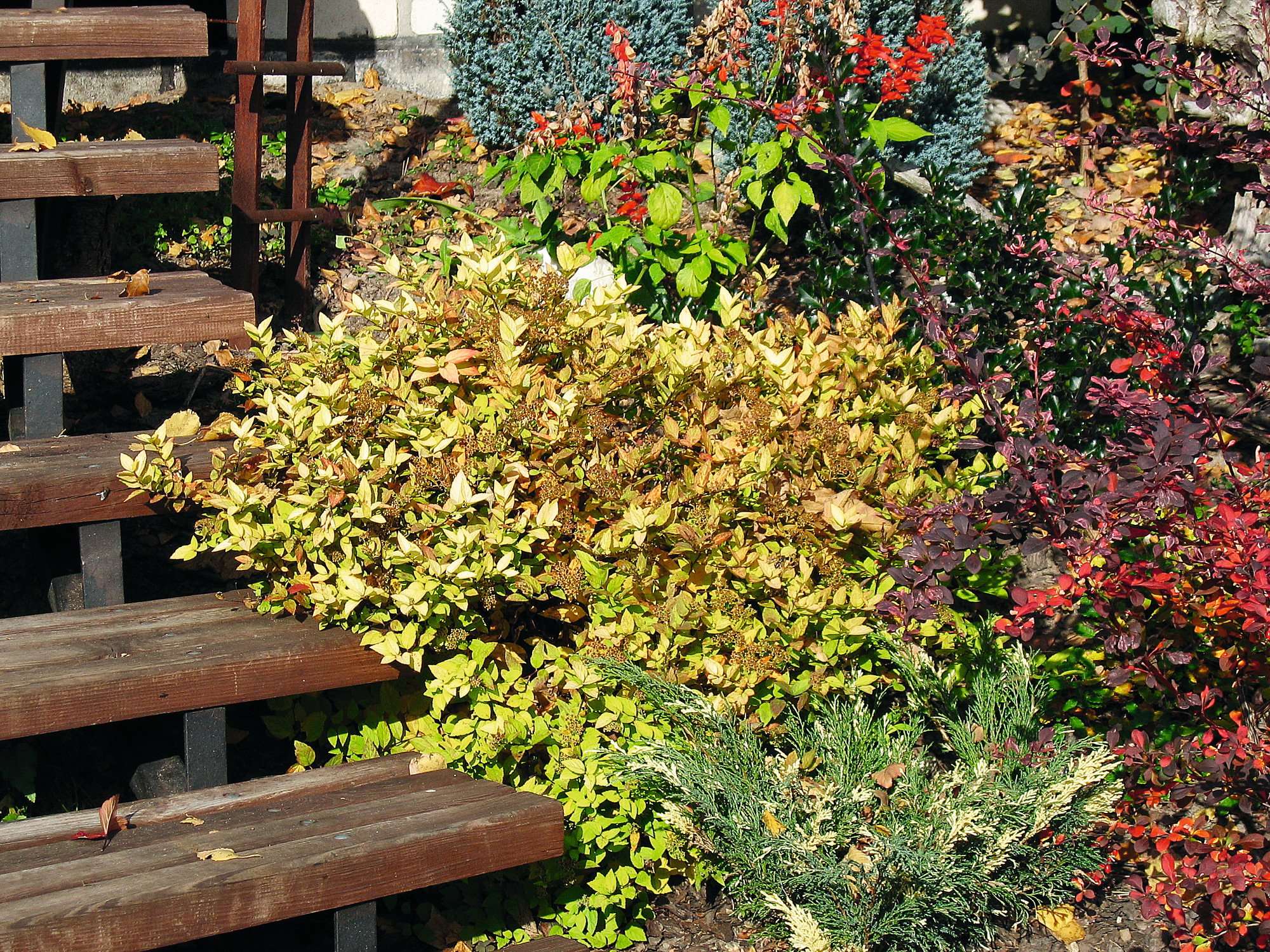 „Jesienią irgi pięknie przebarwiają się na karminowo, a żółte rudbekie i aksamitki kwitną do pierwszych przymrozków”