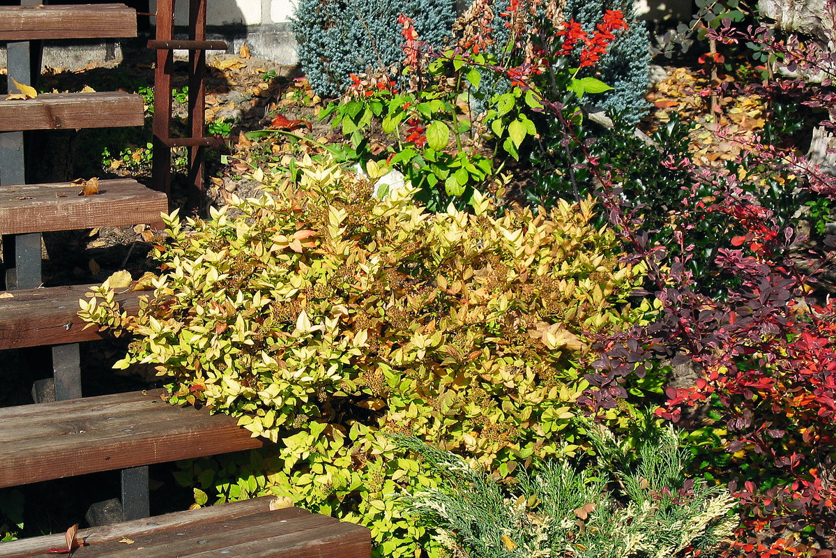 „Jesienią irgi pięknie przebarwiają się na karminowo, a żółte rudbekie i aksamitki kwitną do pierwszych przymrozków”