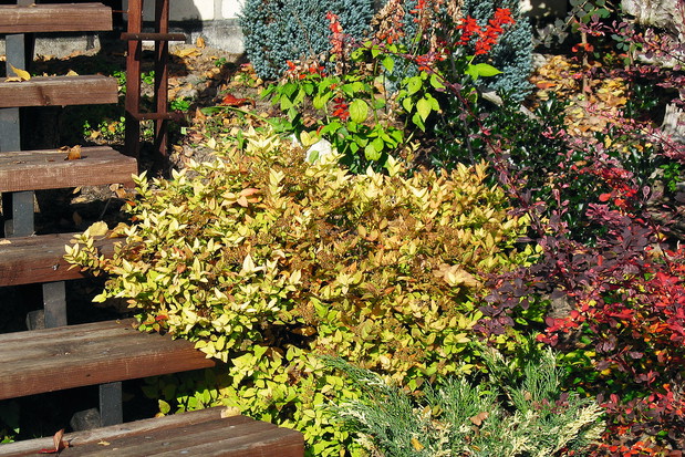 „Jesienią irgi pięknie przebarwiają się na karminowo, a żółte rudbekie i aksamitki kwitną do pierwszych przymrozków”