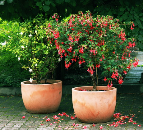 Jeśli chcemy nadać fuksji formę drzewka, usuwamy wszystkie dolne pędy i o połowę skracamy górne