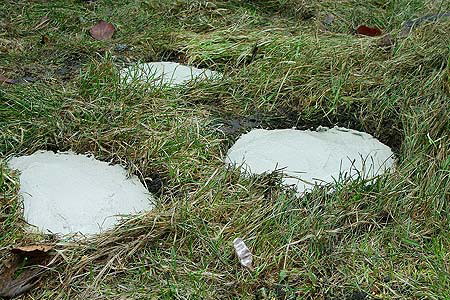 Jeśli chcemy "postarzyć" betonowe płytki, posmarujmy je rozwodnionym jogurtem. Dzięki temu w ciągu kilku dni pokryją się mchem i będą wyglądały na wiekowe