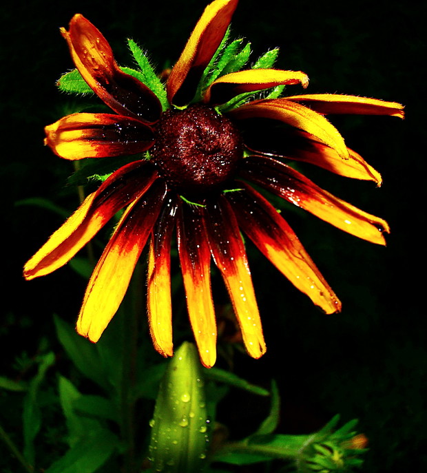 Jeszcze nie całkiem kwiat