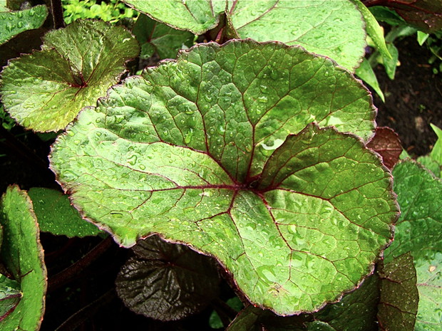 Języczka po deszczu