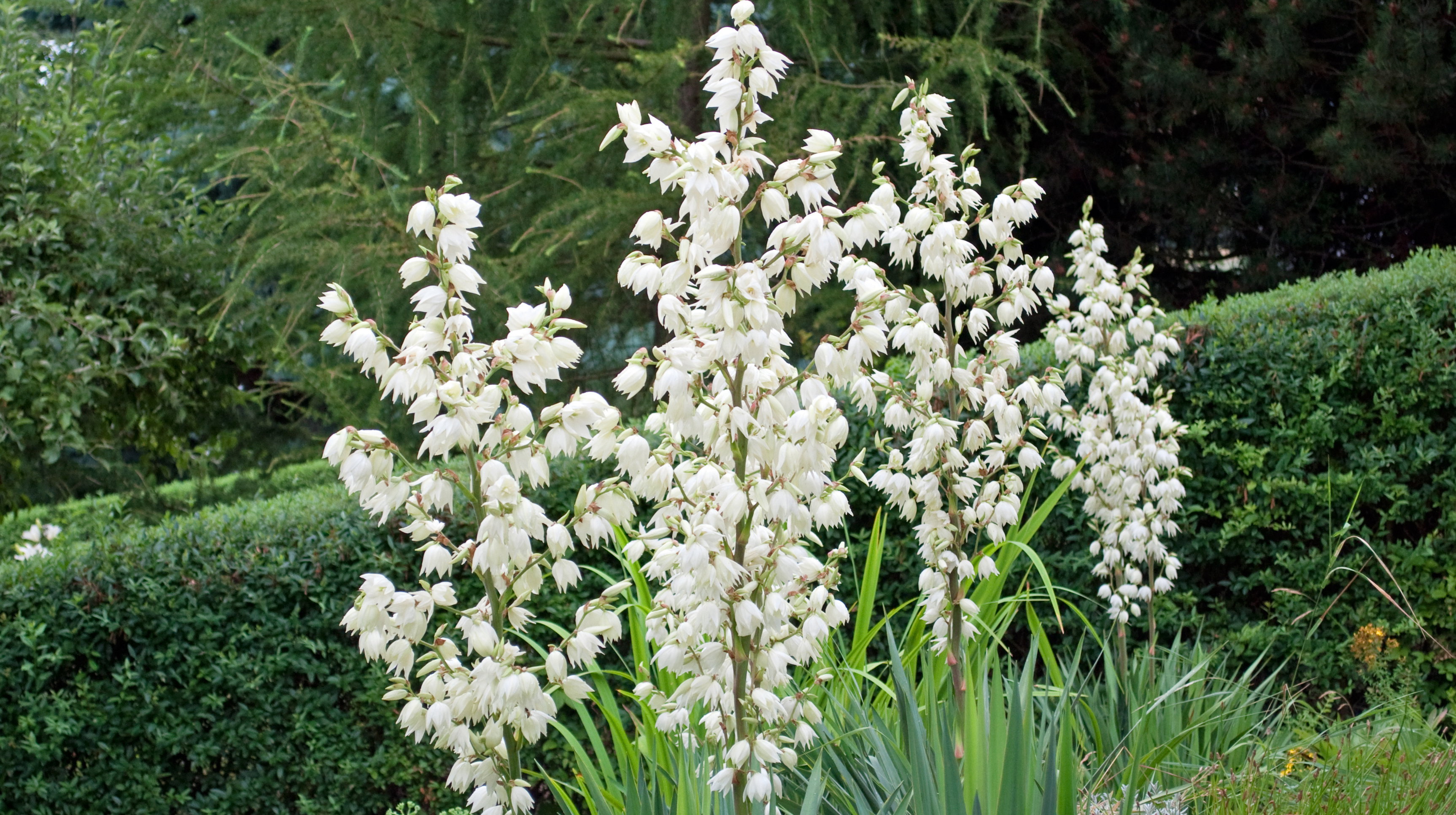 Juka karolińska kwitnie w sierpniu i wrześniu