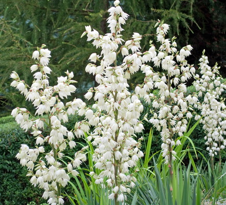 Juka karolińska kwitnie w sierpniu i wrześniu