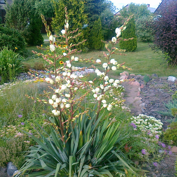 Juka prezentuje swoje okazałe kwiaty zdobiąc  nasz ogród