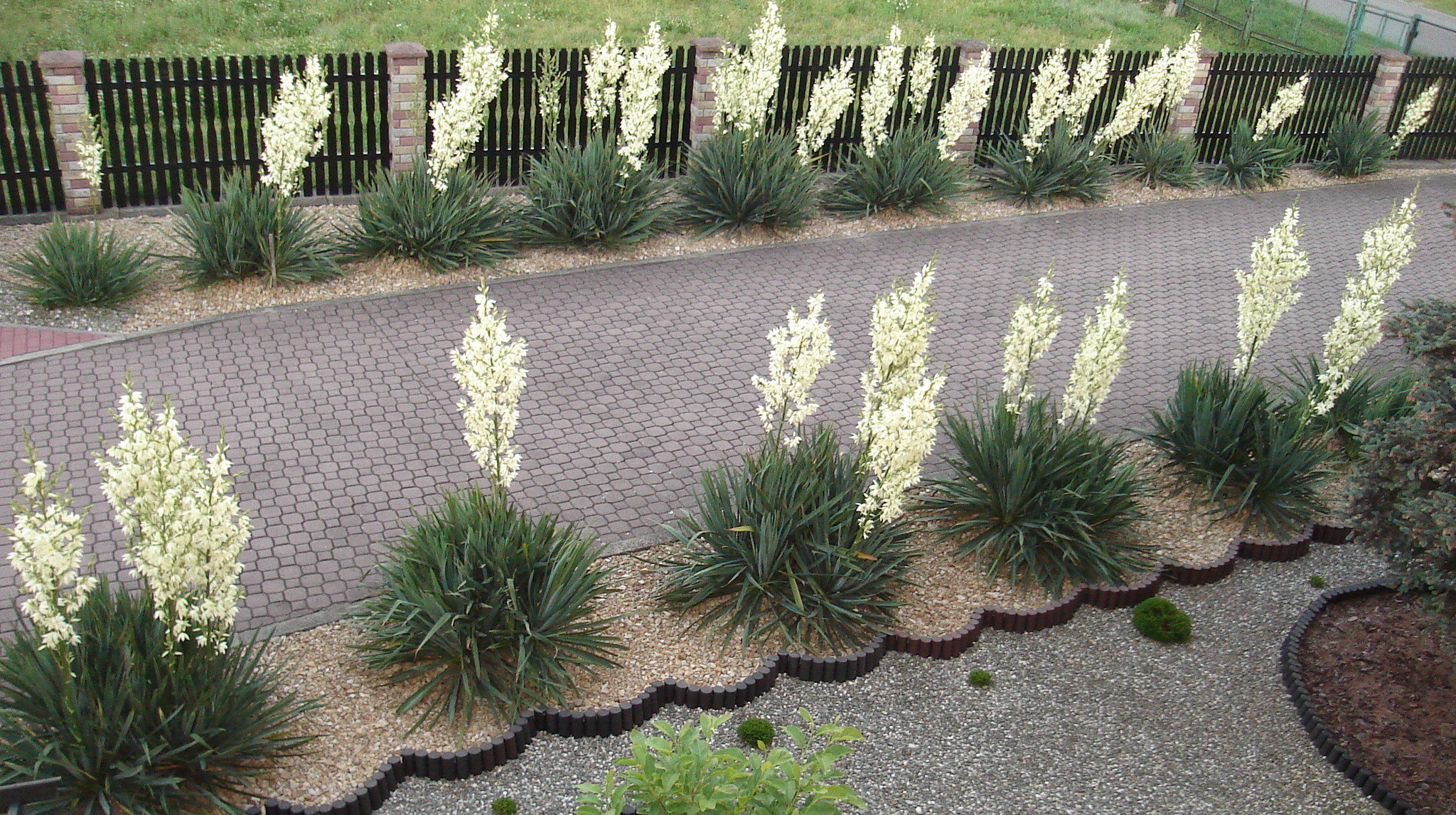 Juki posadzone w cieniu kwitną słabo lub wcale