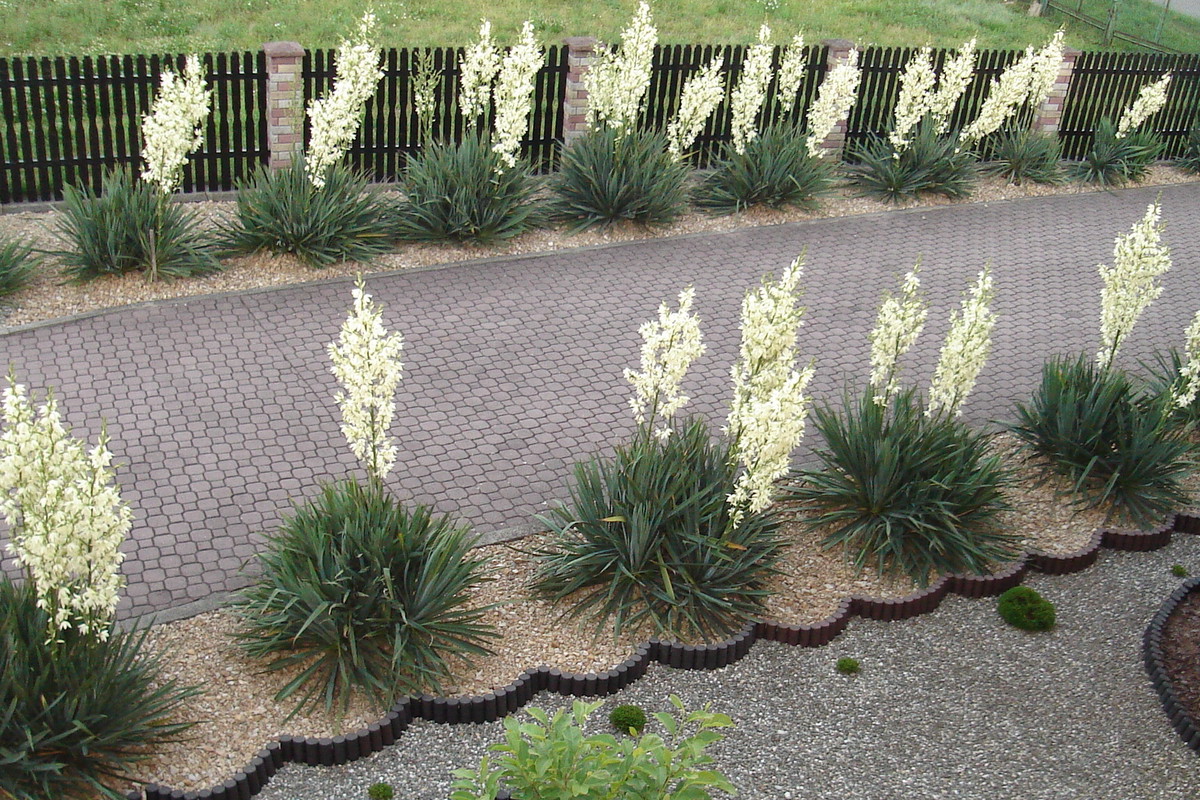 Juki posadzone w cieniu kwitną słabo lub wcale