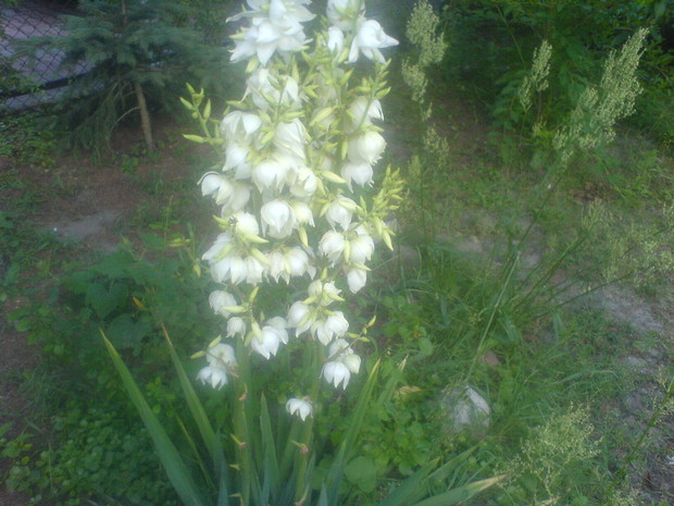 Jula rośnie w kilku miejscach