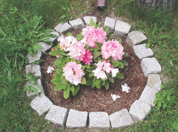 Kamienna obręcz utrzymuje w ryzach krzew różanecznika