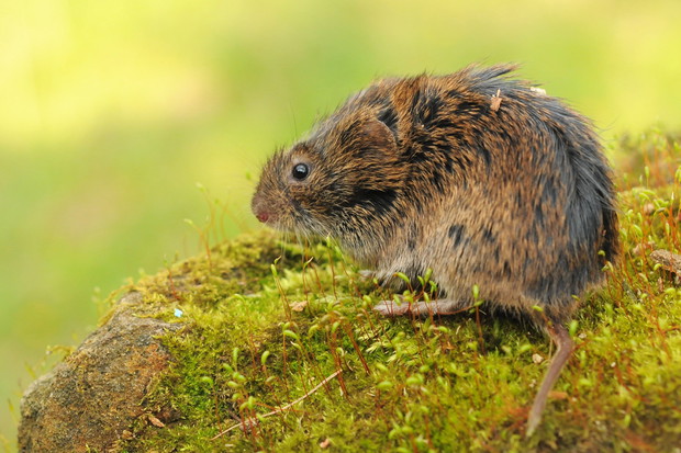 Karczownik ziemnowodny
