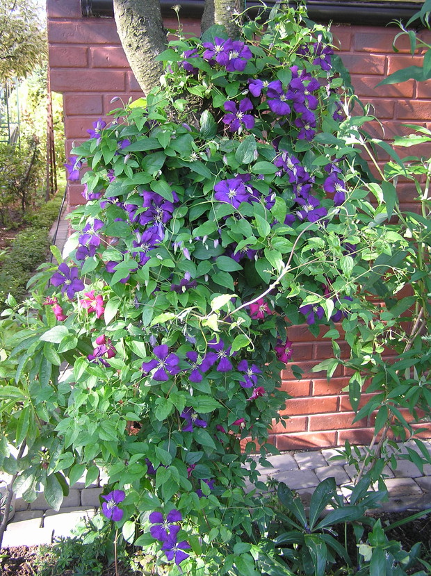 klematis - Hagley Hybrid  w połączeniu razem z Ville de Lyon