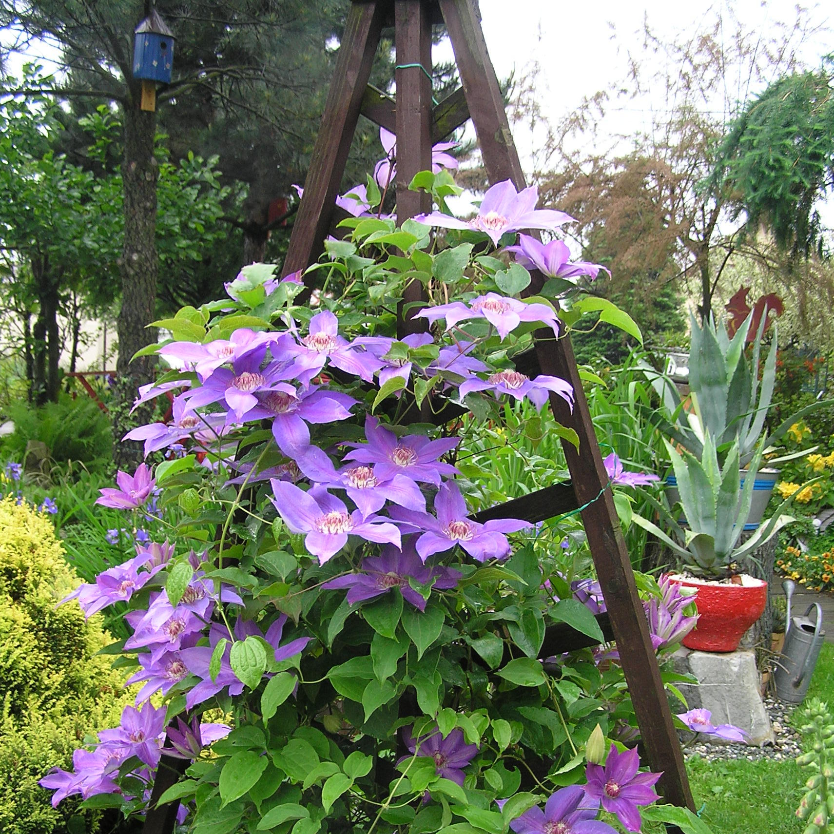 klematis 'MIKOŁAJ KOPERNIK' 