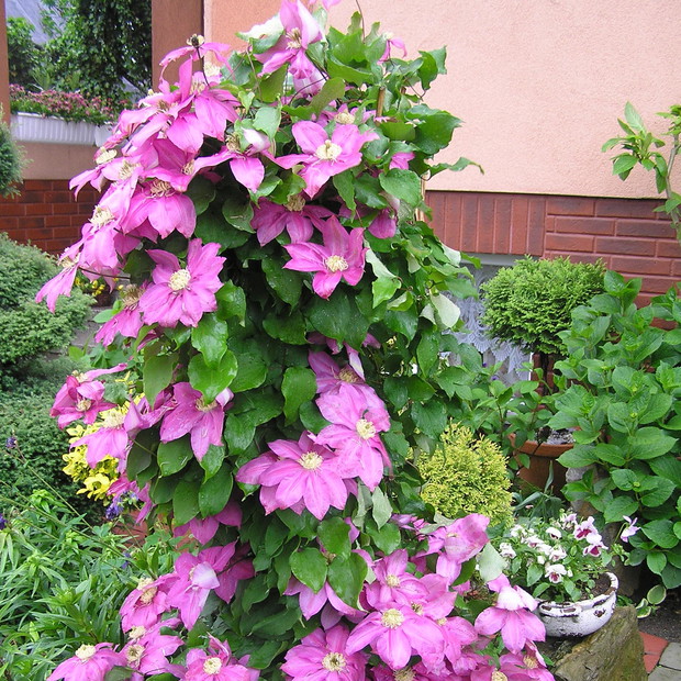 klematis o nazwie Sunset