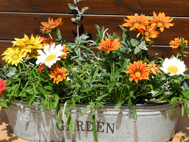 kompozycja z gazaniami w roli głównej