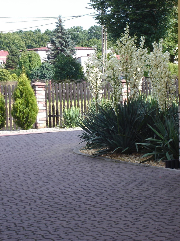 Korzenie juk przed zimą warto zabezpieczyć gałązkami świerka