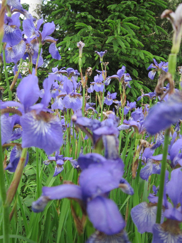 kosaćce od mojej kochanej babci