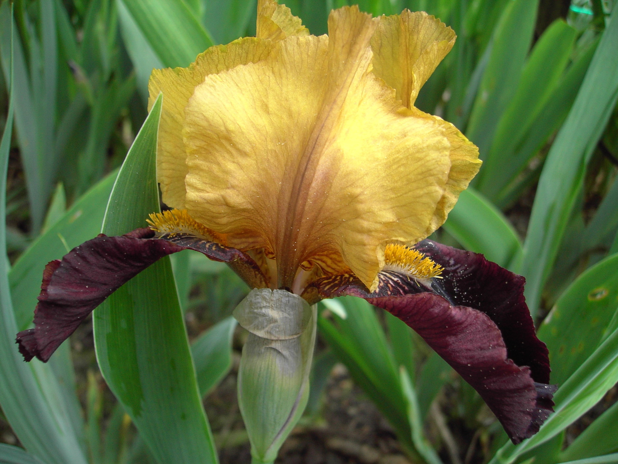 Kosaciec bródkowy potrafi przetrwać nawet w słabo wilgotnym podłożu