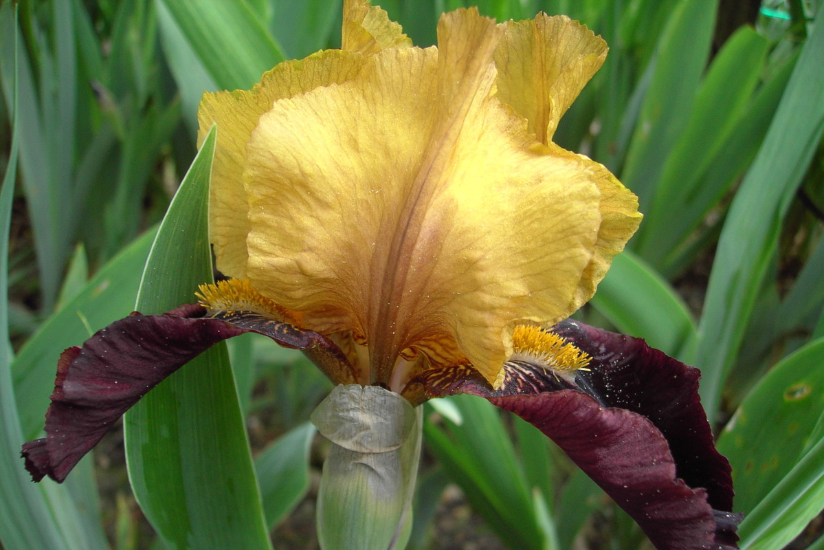 Kosaciec bródkowy potrafi przetrwać nawet w słabo wilgotnym podłożu