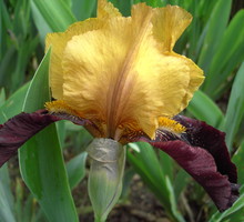 Kosaciec bródkowy potrafi przetrwać nawet w słabo wilgotnym podłożu