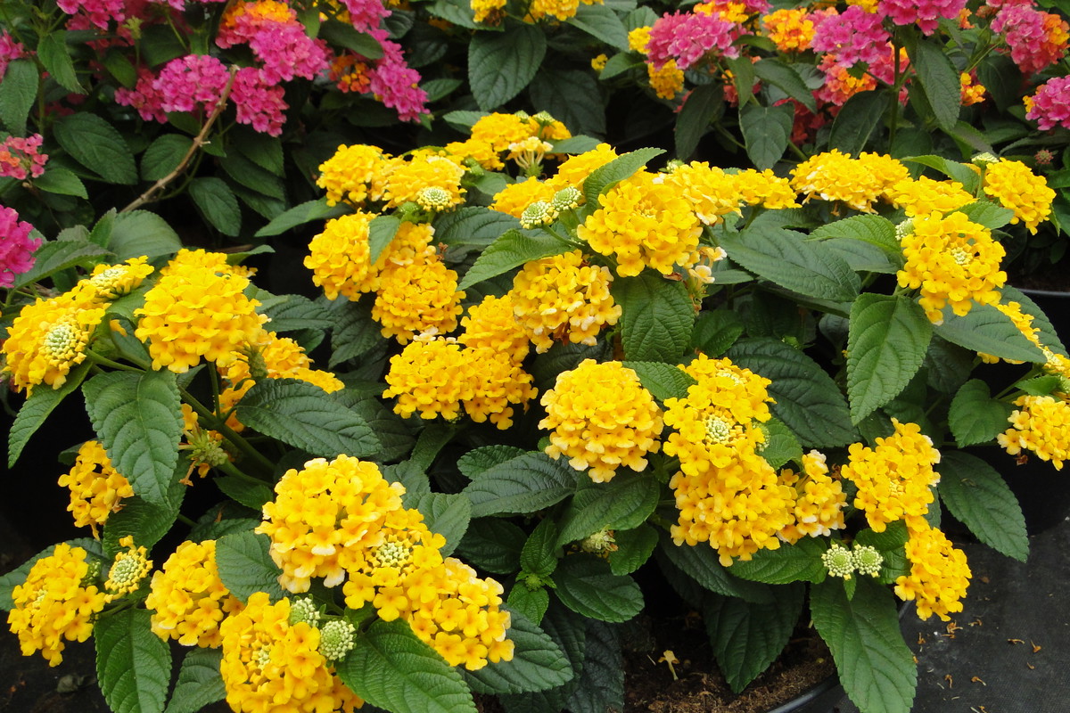 Krzewy pochodzą z rodziny werbenowatych i dorastają nawet do 3 m.