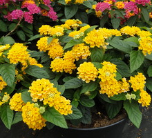 Krzewy pochodzą z rodziny werbenowatych i dorastają nawet do 3 m.