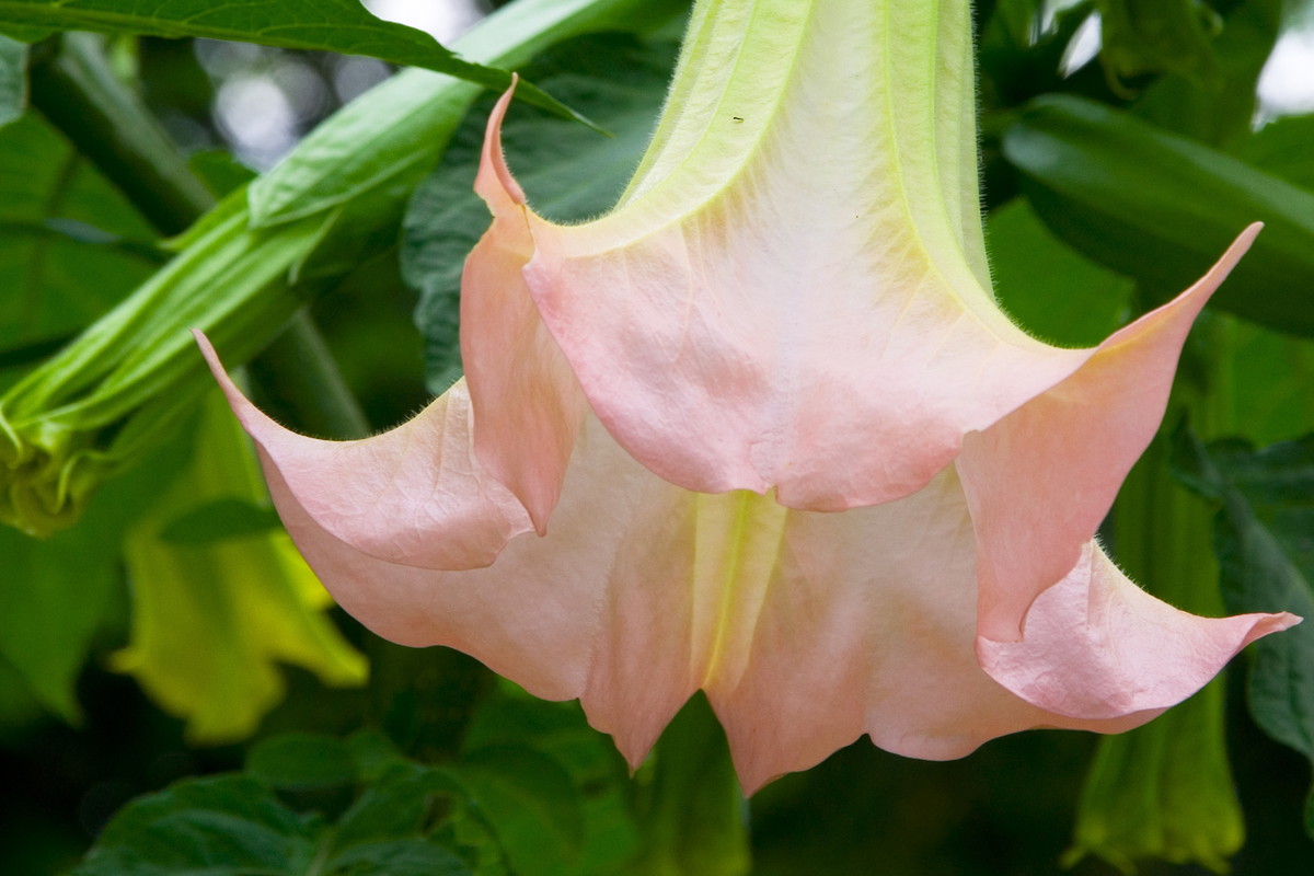 Kwiaty anielskich trąb osiągają długość od 15 do 45 cm
