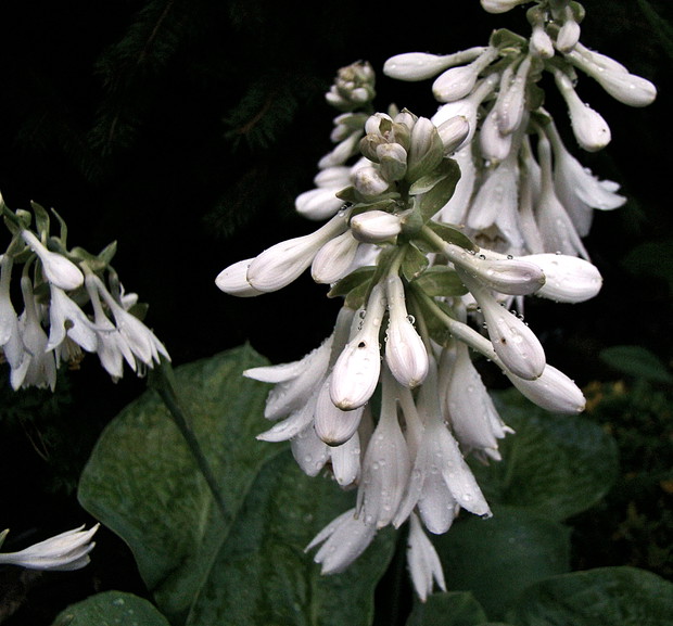 Kwitnąca hosta