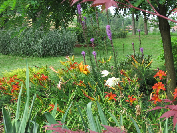 Kwitnące liliowce i liatry