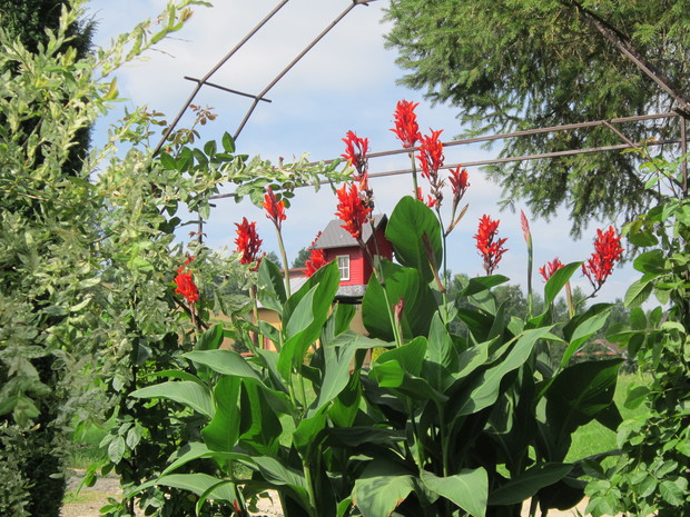 Kwitnące pacioreczniki