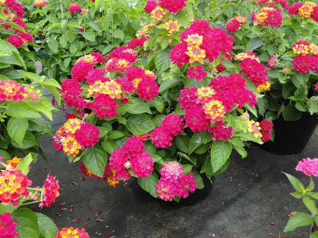 Lantany są trujące.
