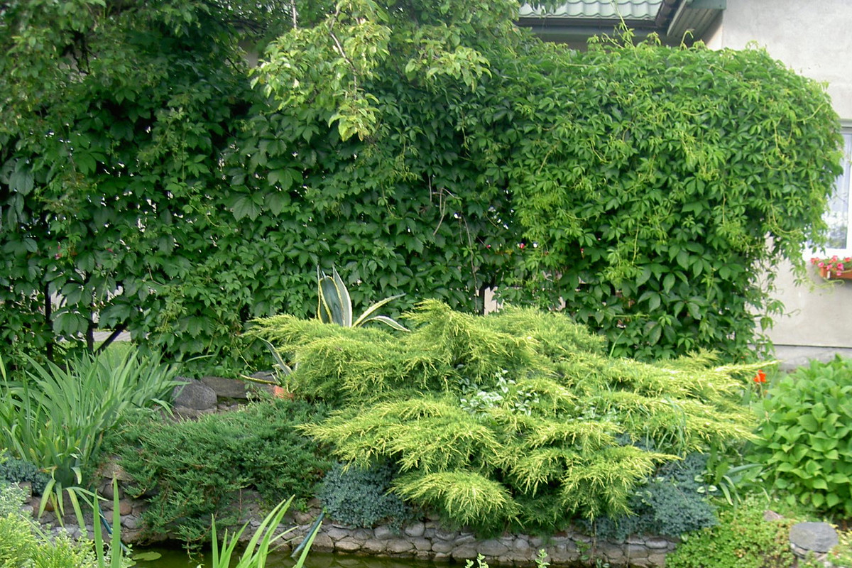 „Latem ciepłą wodą z oczka podlewamy byliny rosnące obok. Jej niedobór na bieżąco uzupełniamy”, pisze nasza czytelniczka