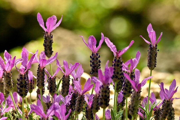 Lawenda francuska ma charakterystyczną koronę z płatków