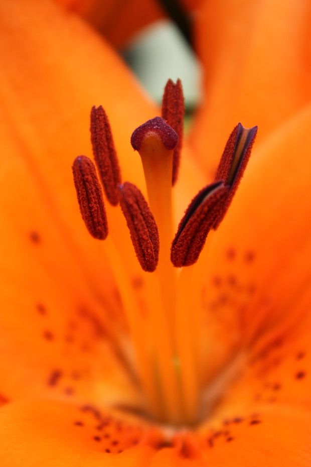 Lilia w powiększeniu 