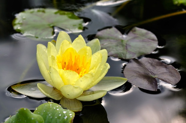 Lilie sadzimy do koszy, by ograniczyć ekspansję kłączy na dnie stawu