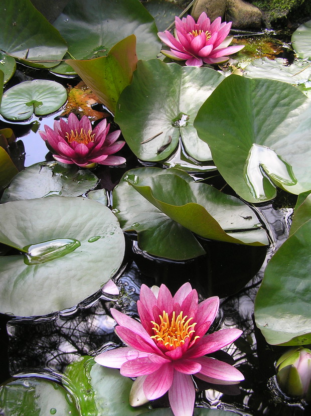 lilie wodne - te najpiekniejsze jak zawsze