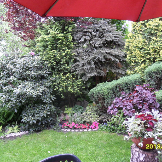 lubie takie polaczenia - iglaste i lisciaste