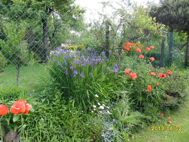 maki szybka straca platki im deszcz zaszkodzi,